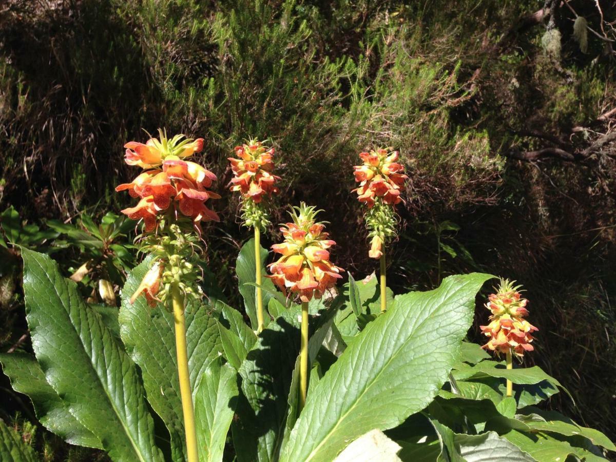 Blooming Botanic Houses Estreito Da Calheta Luaran gambar