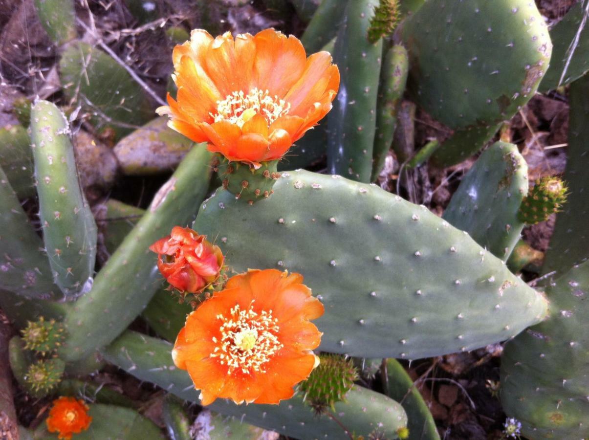 Blooming Botanic Houses Estreito Da Calheta Luaran gambar