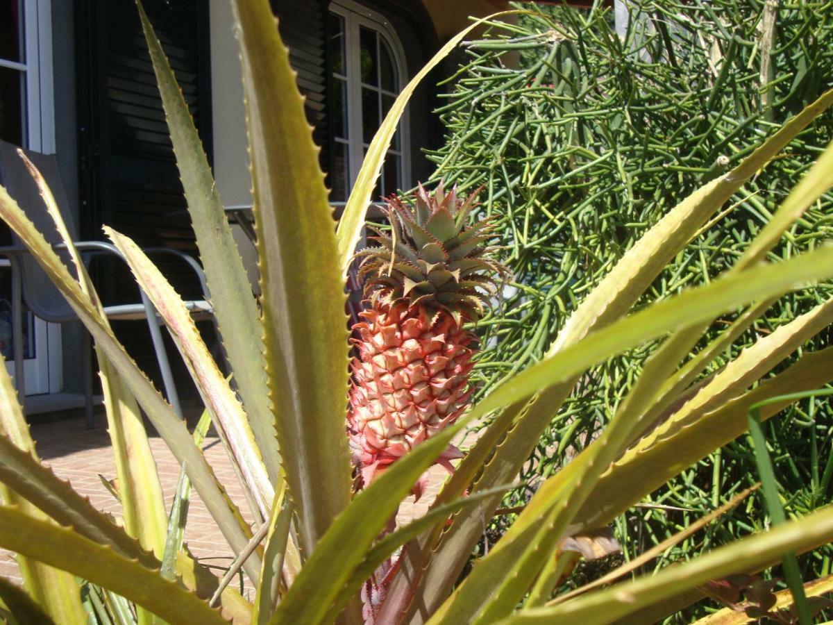 Blooming Botanic Houses Estreito Da Calheta Luaran gambar
